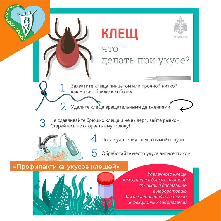 Профилактика укусов клещей img
